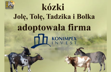 Adoption of goats in the New Zoo – Jola, Tola, Bolek and Tadzik